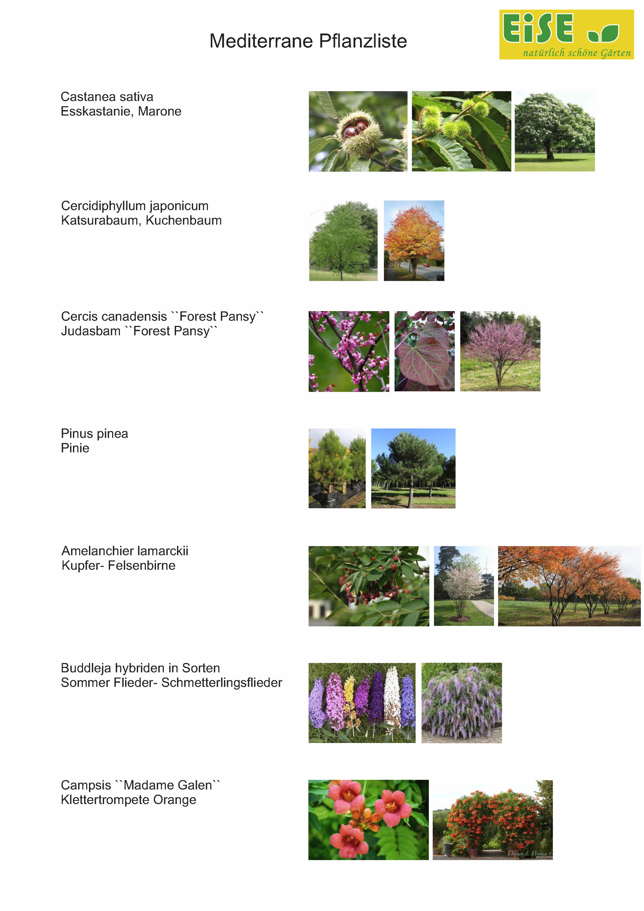 Mediterrane Pflanzliste