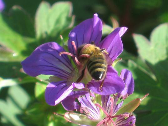 Neues von Ihrem Traumgarten: